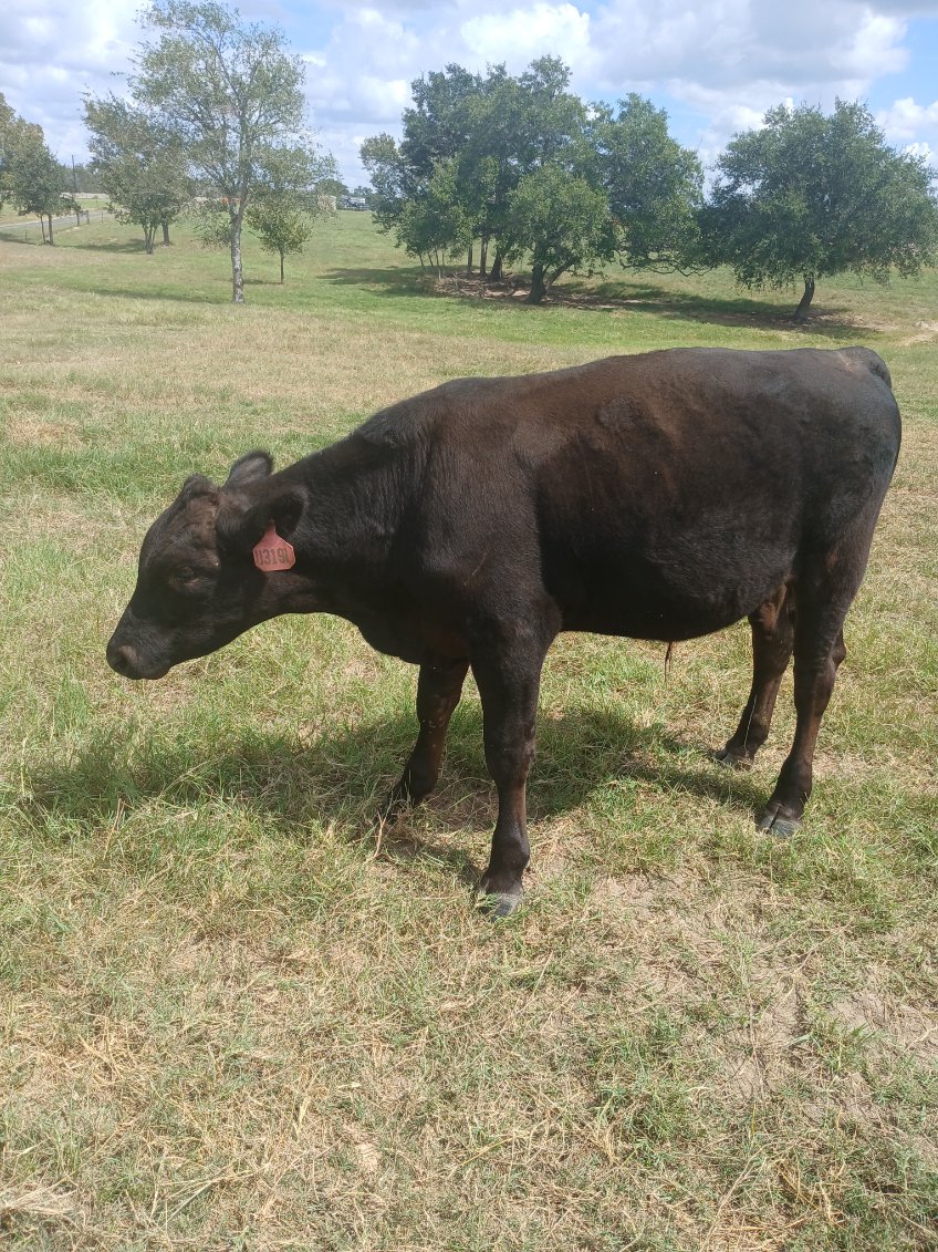 Registered 100% Full-Blood Japanese Wagyu Bull Calves